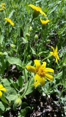 Arnica nevadensis