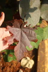 Hibiscus tiliaceus
