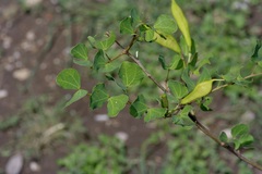 Bauhinia lunarioides