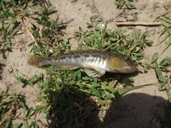 Neogobius fluviatilis