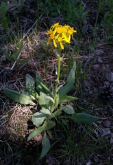 Senecio integerrimus major