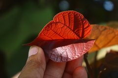 Hibiscus tiliaceus