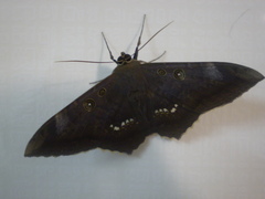 Lepidoptera