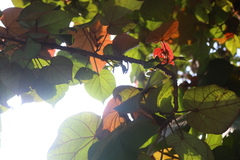 Hibiscus tiliaceus