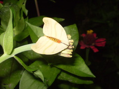 Lepidoptera