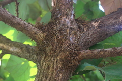Hibiscus tiliaceus