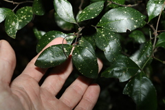 Rhysotoechia bifoliolata