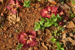 Hibiscus tiliaceus