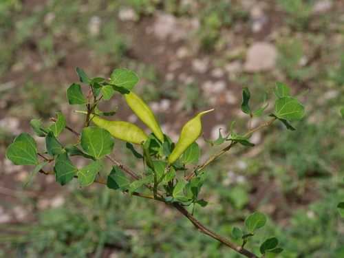 Bauhinia lunarioides