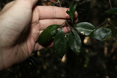 Rhysotoechia bifoliolata