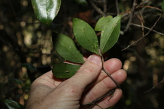 Rhysotoechia bifoliolata