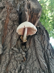 Volvariella bombycina