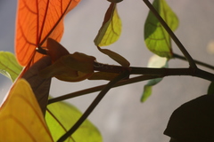 Hibiscus tiliaceus