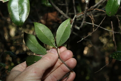Rhysotoechia bifoliolata