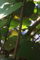 Hibiscus tiliaceus