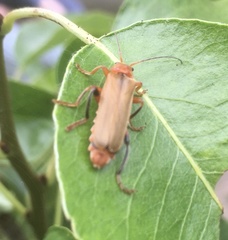 Cantharis livida