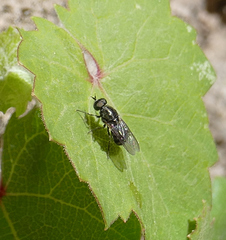 Adoxomyia