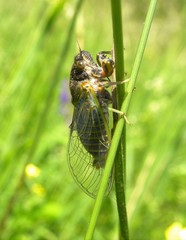 Cicadetta montana