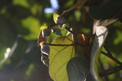 Hibiscus tiliaceus