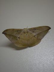 Lepidoptera