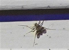 Psectrotanypus dyari