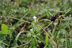 Ipomoea pes-tigridis
