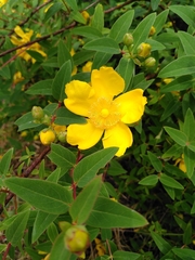Hypericum