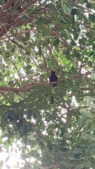 Eudynamys scolopaceus