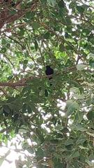 Eudynamys scolopaceus