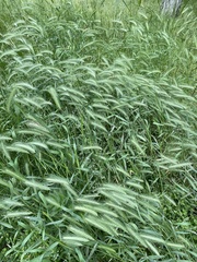 Hordeum murinum