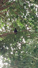 Eudynamys scolopaceus