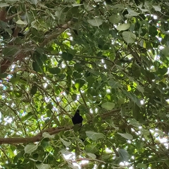 Eudynamys scolopaceus