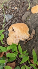 Vanderbylia fraxinea