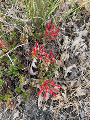 Monardella macrantha hallii
