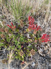 Monardella macrantha hallii
