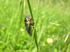 Cicadetta montana