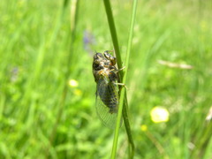 Cicadetta montana