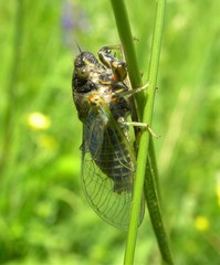 Cicadetta montana