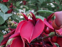 Erythrina crista-galli