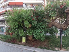 Erythrina crista-galli