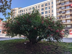 Erythrina crista-galli