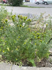 Matricaria discoidea