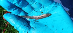 Cobitis taenia
