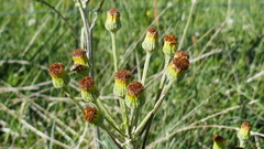 Tephroseris helenitis