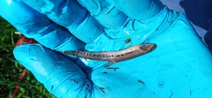 Cobitis taenia