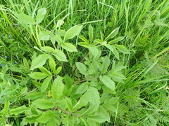 Chaerophyllum aromaticum