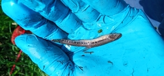 Cobitis taenia
