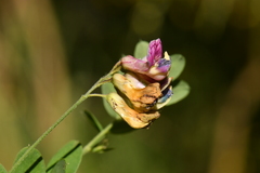 Lathyrus niger