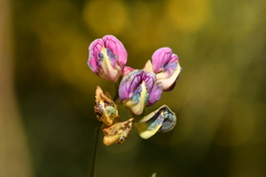 Lathyrus niger