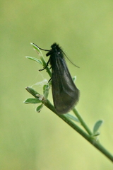 Heterogynis penella